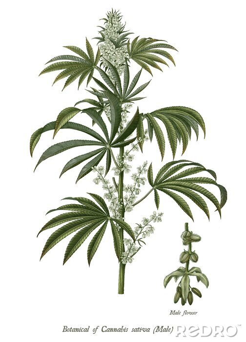 Poster Bloeiende plant met twee stengels en een bloem