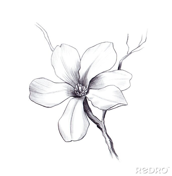 Poster Bloeiende zesbladige magnolia