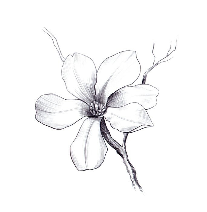 Poster Bloeiende zesbladige magnolia