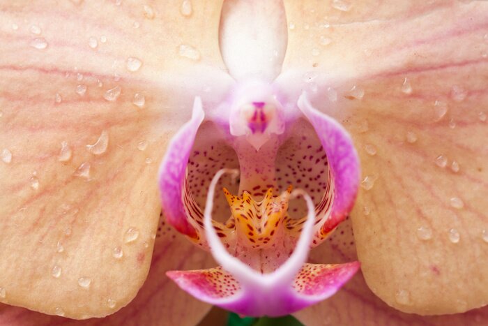 Poster Bloem in druppels artistieke fotografie