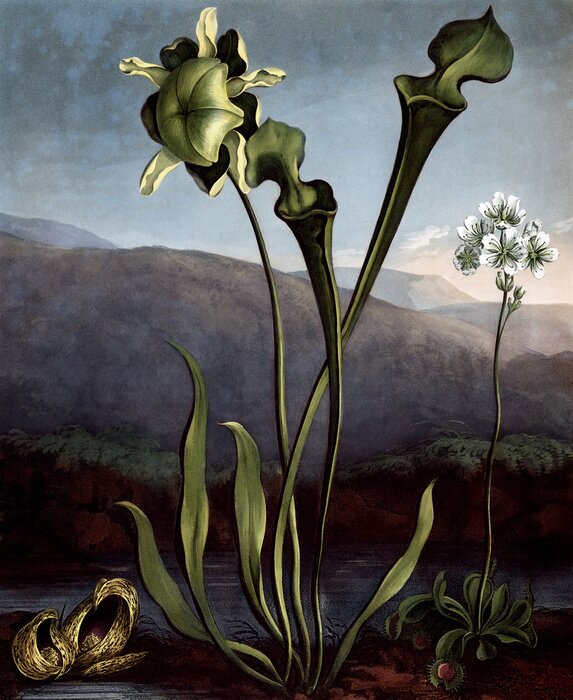 Poster Bloemen met lange stelen tegen de achtergrond van bergen en water