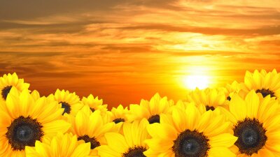 Bloemen tegen een achtergrond van zon