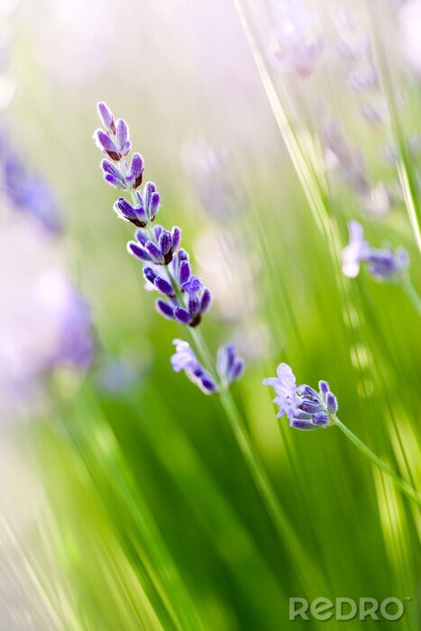 Poster Bloemen uit de Provence