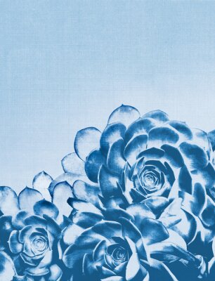 Poster Bloemen van vetplanten met blauwe tinten