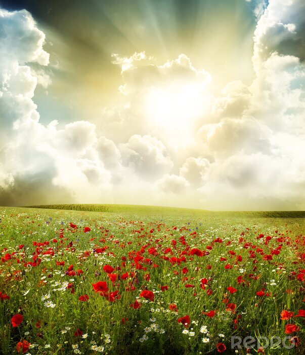 Poster Bloemenveld en zonneschijn