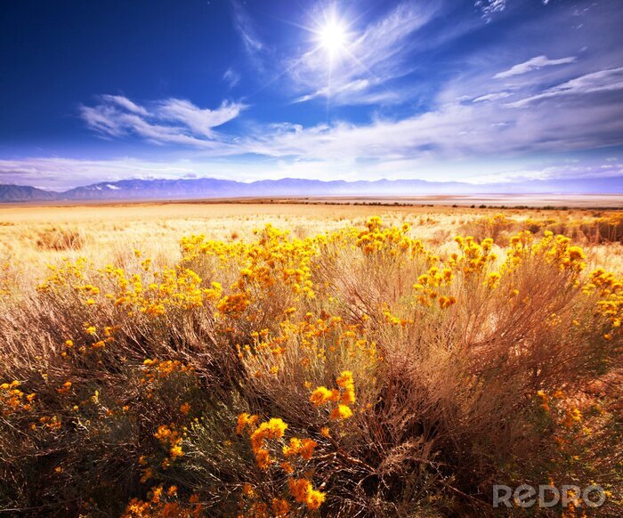 Poster Bloemenveld op de middag