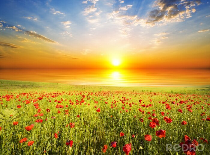 Poster Bloemenveld, zee en zonsondergang