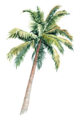 Poster Bochtige palmboom geïsoleerde illustratie