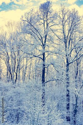 Poster Bomen bedekt met een dun laagje rijp.