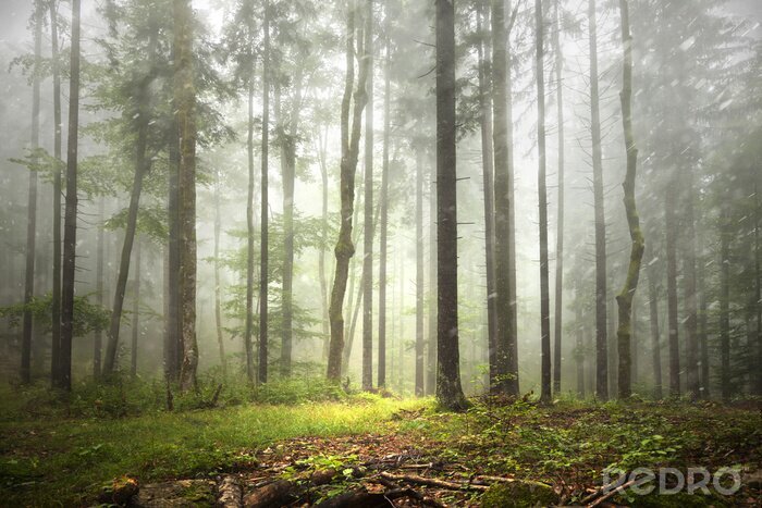 Poster Bomen en -struiken van een bos