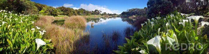 Poster Bomen in het nationale park