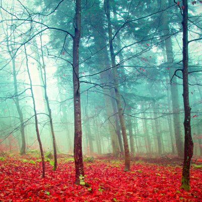 Bomen mist en rode bladeren