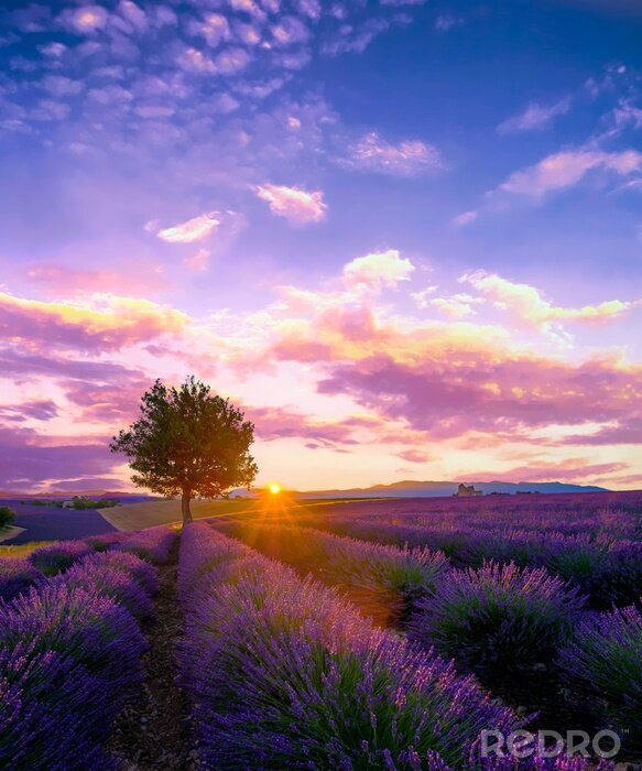 Poster Boom op lavendelgebied bij zonsondergang in de Provence, Frankrijk