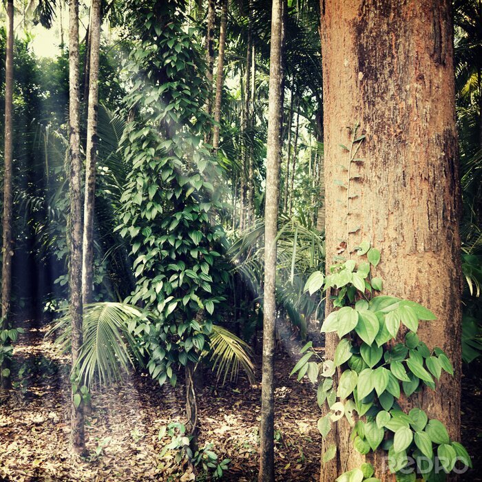 Poster Boombladeren op de achtergrond van het bos