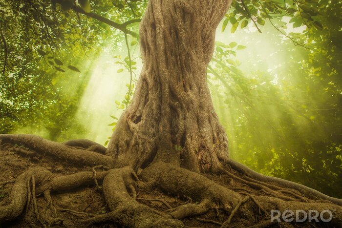 Poster Boomstam en wortels