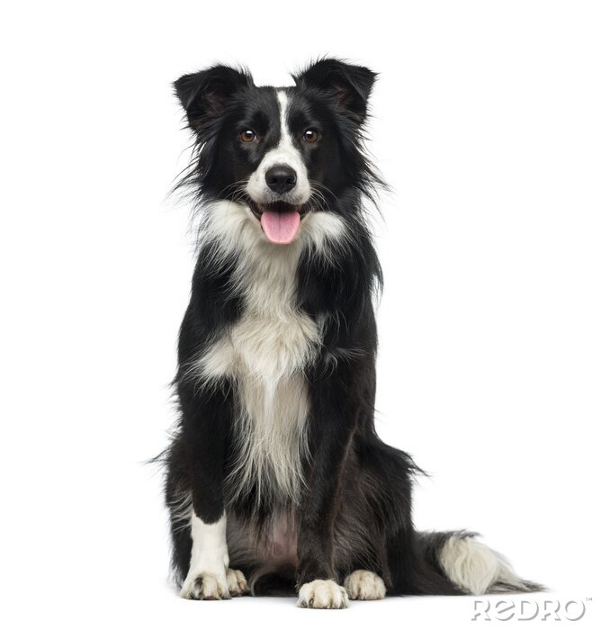 Poster Border Collie (2 jaar oud)