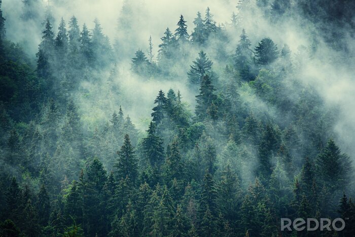 Poster Bos op een berghelling