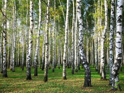 Bosje met berken