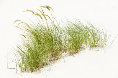 Poster Bosje van gras in wit zand