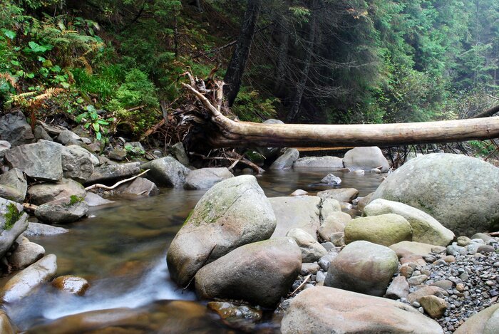 Poster Boslandschap met een beekje