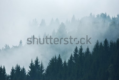 Poster Boslandschap met mist