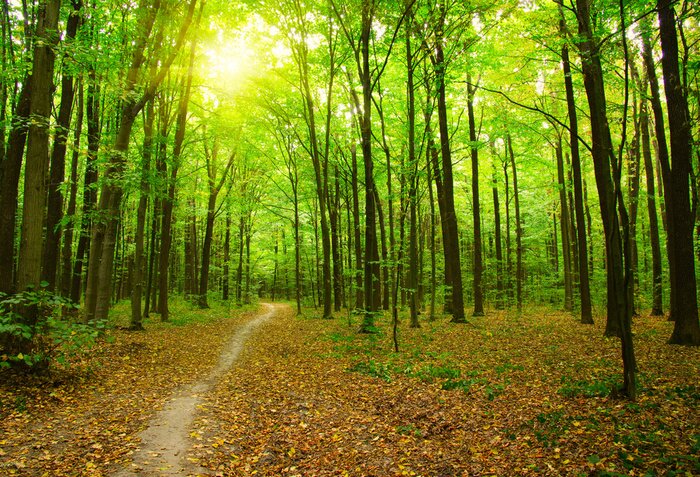 Poster Boslandschap met pad