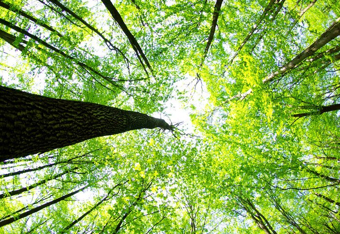Poster Boslandschap van onderaf gezien