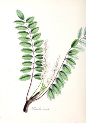 Poster Boswellia takje met groene bladeren