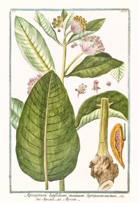Poster Botanische afbeelding uit een natuuratlas
