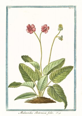 Poster Botanische afbeelding van een dennenachtige cipres in een kader