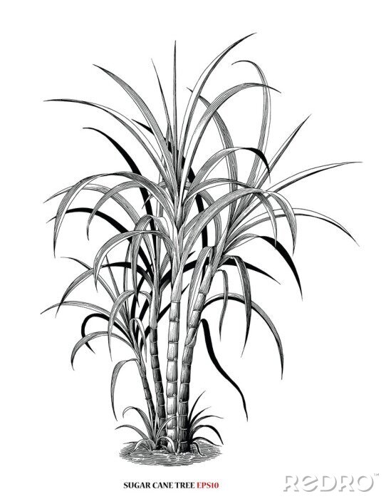 Poster Botanische grafiek met een cluster van suikerriet