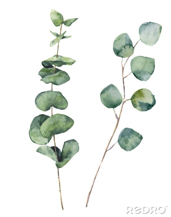Poster Botanische grafiek met groene eucalyptusbladeren