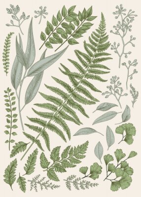 Poster Botanische grafiek van bladeren van bosplanten