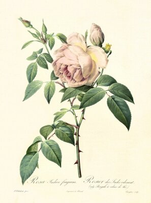 Poster Botanische grafiek van een roos in retro stijl