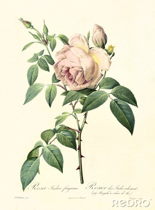 Poster Botanische grafiek van een roos in retro stijl