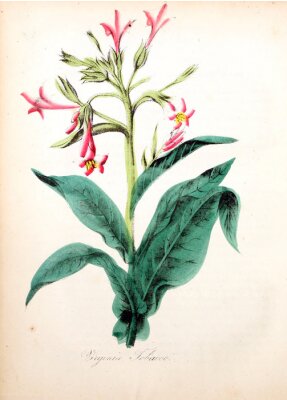 Poster Botanische grafiek van een roze bloem