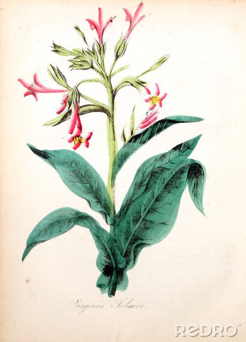 Poster Botanische grafiek van een roze bloem