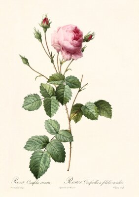 Botanische grafiek van een roze roos in retro stijl