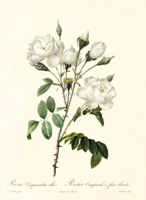 Botanische grafiek van een witte roos met onderschriften