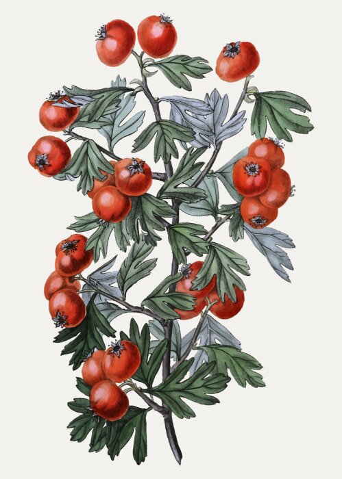 Poster Botanische grafiek van exotische rode bloem