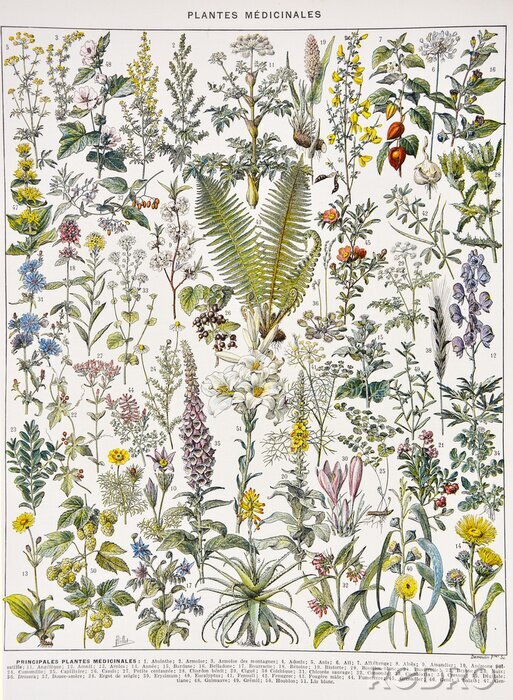 Poster Botanische grafiek van geneeskrachtige planten
