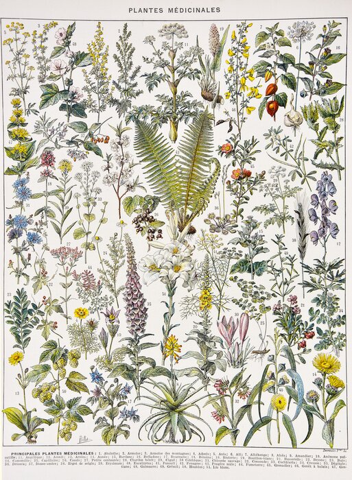 Poster Botanische grafiek van geneeskrachtige planten