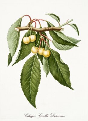 Botanische illustratie van een tak met witte kersen