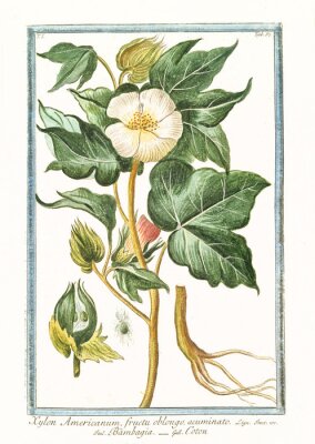 Botanische illustratie van een witte bloem met wortels