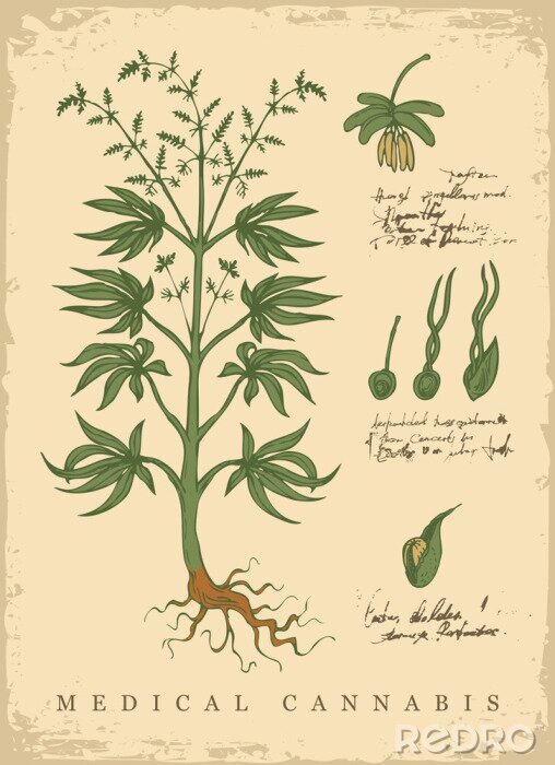 Poster Botanische retrografiek van geneeskrachtige hennep