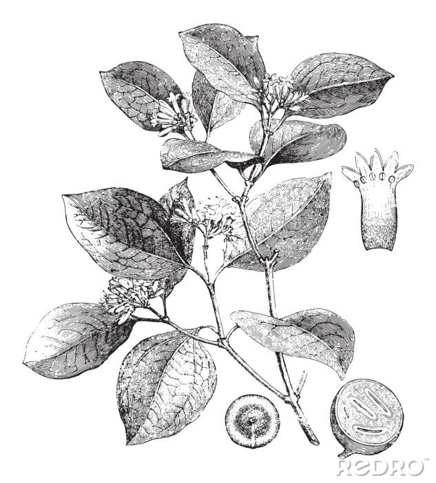 Poster Botanische schets van cacaovruchten en bladeren