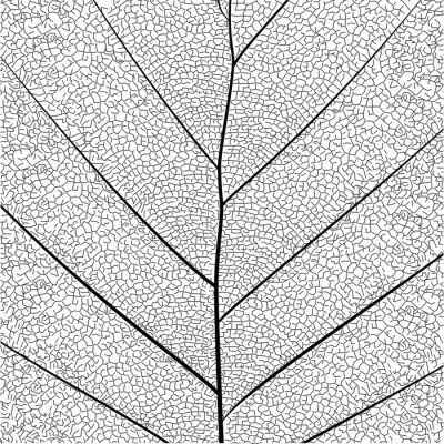 Poster Botanische serie Elegante gedetailleerde Enkele bladstructuur in schetsstijl zwart-wit op witte achtergrond