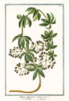 Poster Botanische tekening van de meekrap uit een botanische atlas