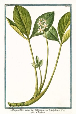 Poster Botanische tekening van klaverzuring met bijschrift