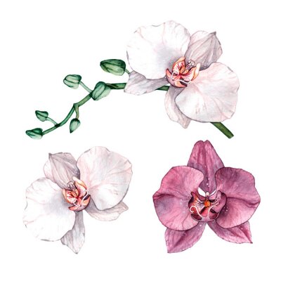 Poster Bourgondische orchidee en wit twee